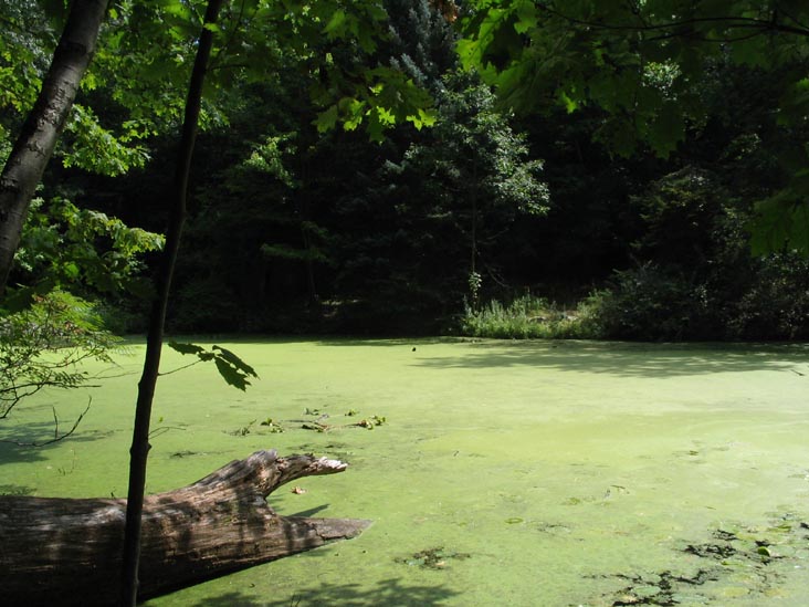 Pond, Marcia's Mile, Hudson Highlands State Park, Garrison, New York