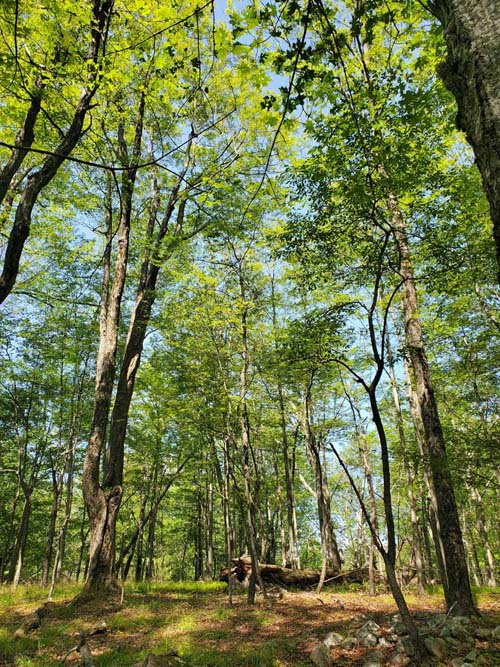 Mount Meenahga, Ellenville, New York, July 19, 2024