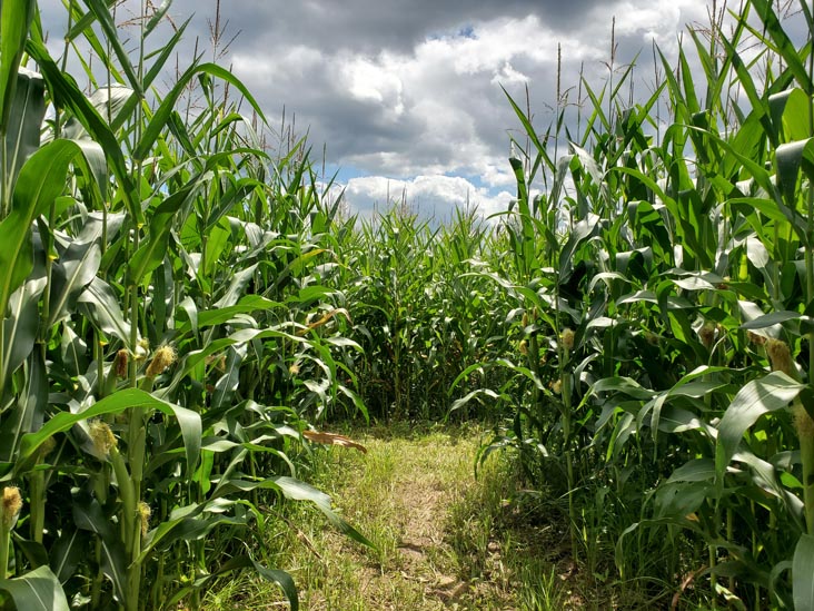 Corn Maze, Kelder's Farm, Kerhonkson, New York, August 1, 2023