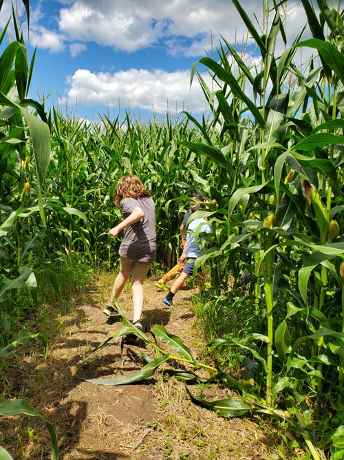 Corn Maze, Kelder's Farm, Kerhonkson, New York, August 1, 2023