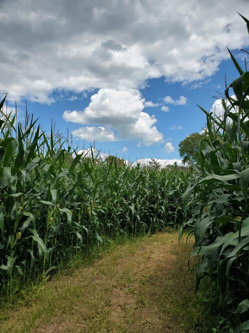 Corn Maze, Kelder's Farm, Kerhonkson, New York, August 1, 2023