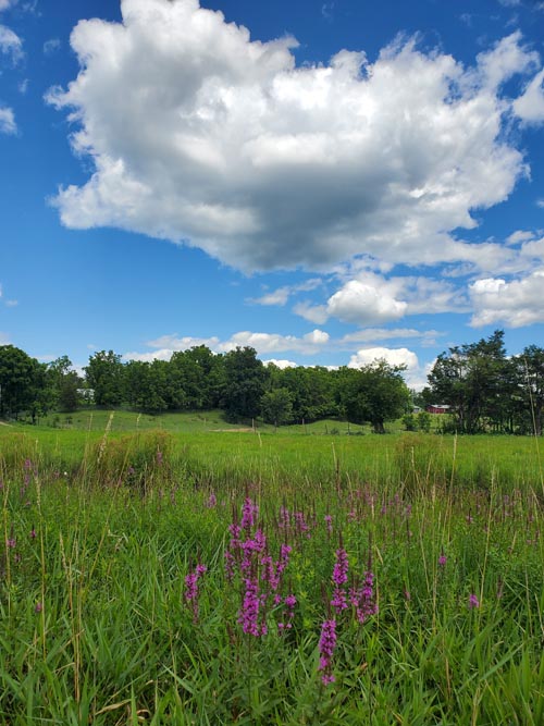 Kelder's Farm, Kerhonkson, New York, August 1, 2023