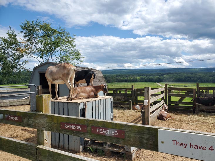 Goats, Kelder's Farm, Kerhonkson, New York, August 1, 2023