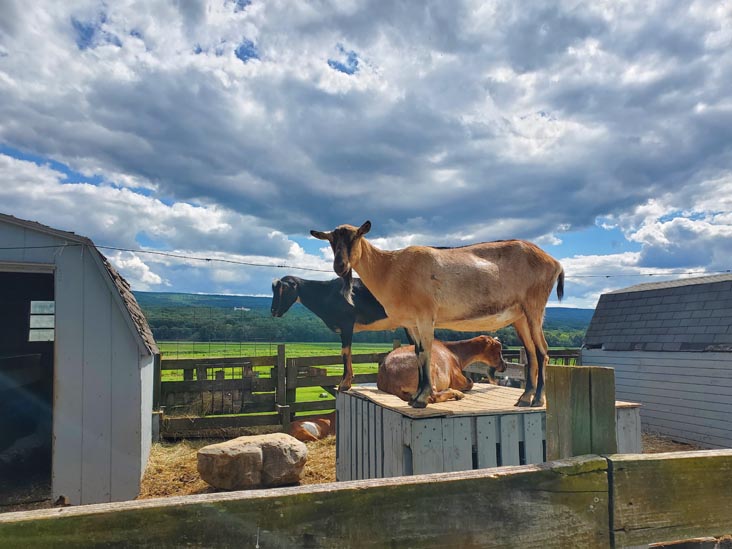 Goats, Kelder's Farm, Kerhonkson, New York, August 1, 2023