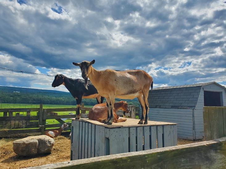 Goats, Kelder's Farm, Kerhonkson, New York, August 1, 2023