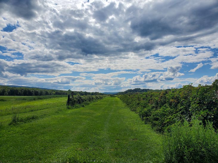 U-Pick Berries, Kelder's Farm, Kerhonkson, New York, August 1, 2023