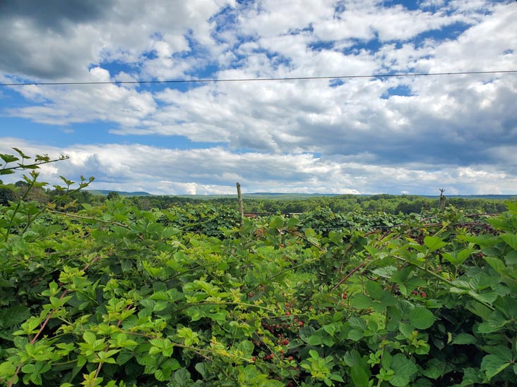 U-Pick Berries, Kelder's Farm, Kerhonkson, New York, August 1, 2023