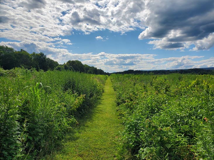 U-Pick Berries, Kelder's Farm, Kerhonkson, New York, August 1, 2023