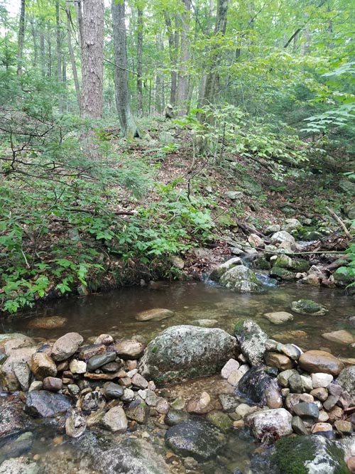 North Gully, Minnewaska State Park Preserve, Ulster County, New York, August 6, 2019