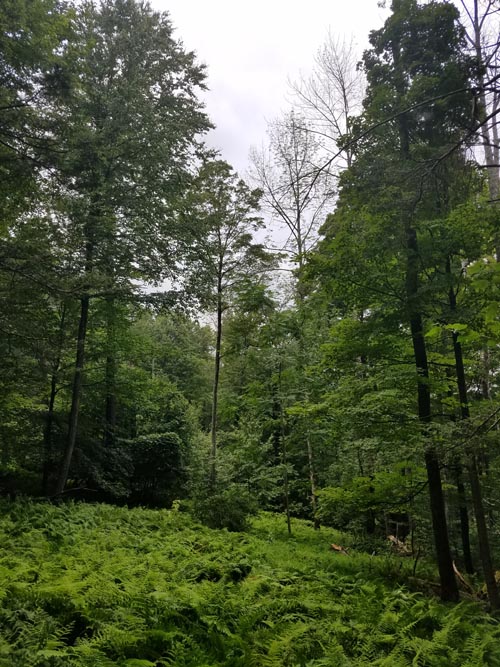 Minnewaska State Park Preserve, Ulster County, New York, August 6, 2019