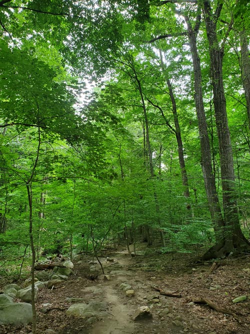 Hardscrabble Wilderness Area, Briarcliff Manor, New York, August 10, 2022