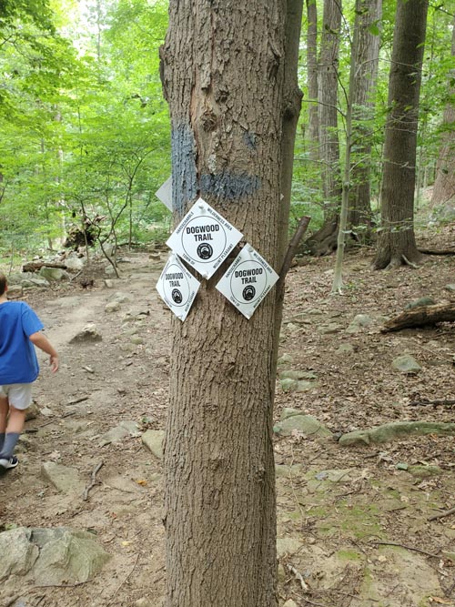 Hardscrabble Wilderness Area, Briarcliff Manor, New York, August 10, 2022