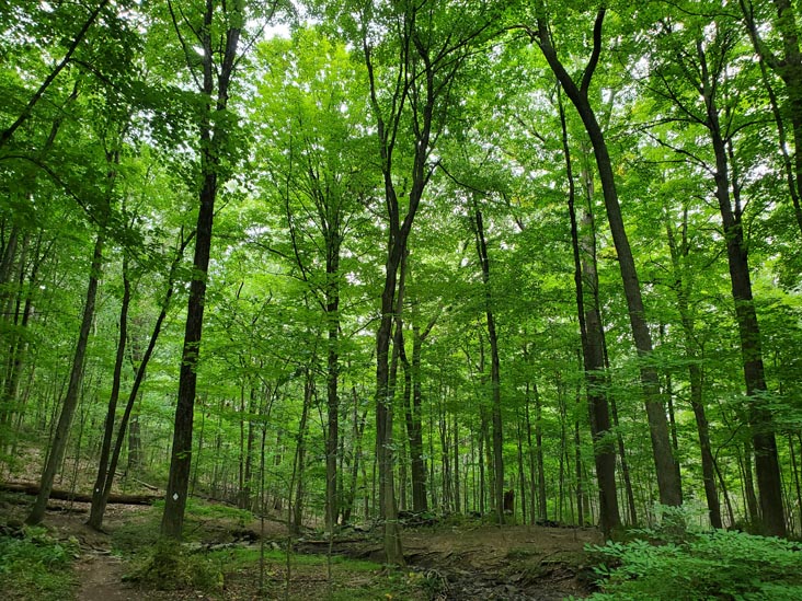 Hardscrabble Wilderness Area, Briarcliff Manor, New York, August 10, 2022