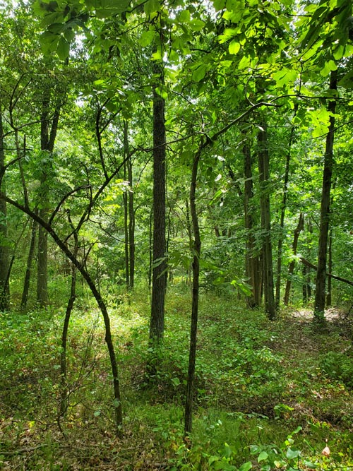 Hardscrabble Wilderness Area, Briarcliff Manor, New York, August 10, 2022