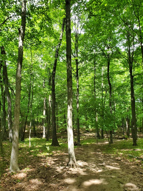 Hardscrabble Wilderness Area, Briarcliff Manor, New York, August 10, 2022