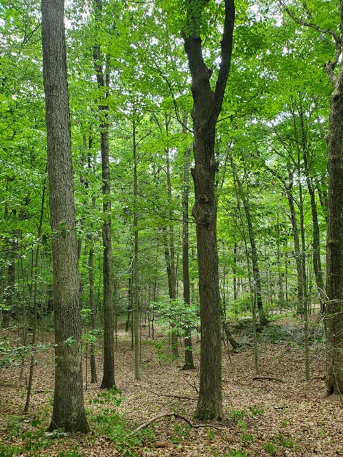 Hardscrabble Wilderness Area, Briarcliff Manor, New York, August 10, 2022