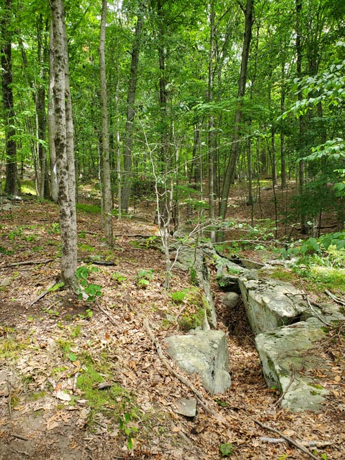 Hardscrabble Wilderness Area, Briarcliff Manor, New York, August 10, 2022