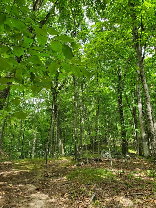 Hardscrabble Wilderness Area, Briarcliff Manor, New York, August 10, 2022