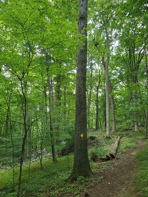 Hardscrabble Wilderness Area, Briarcliff Manor, New York, August 10, 2022