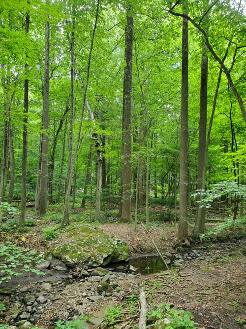 Hardscrabble Wilderness Area, Briarcliff Manor, New York, August 10, 2022