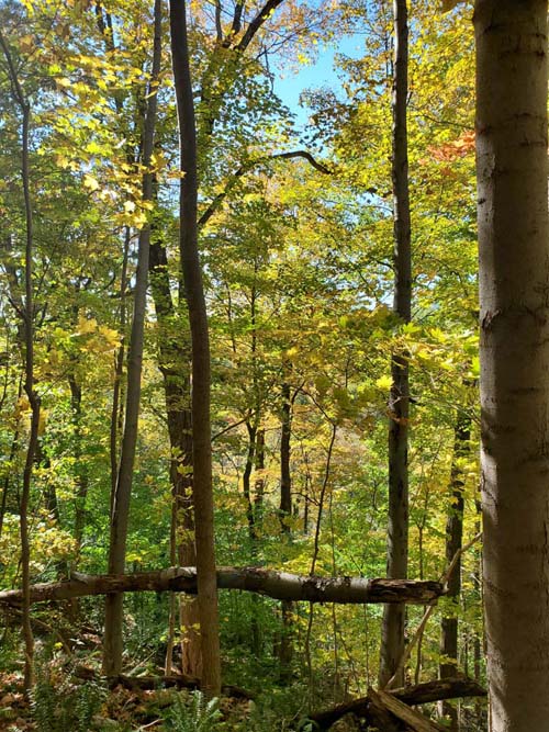 Old Croton Aqueduct Trail, Croton-on-Hudson, New York, October 17, 2020