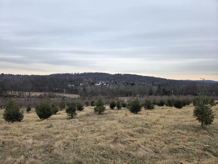 Christmas Trees, Stuart's Farm, Granite Springs, New York, December 13, 2025
