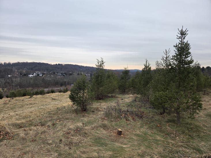 Christmas Trees, Stuart's Farm, Granite Springs, New York, December 13, 2025