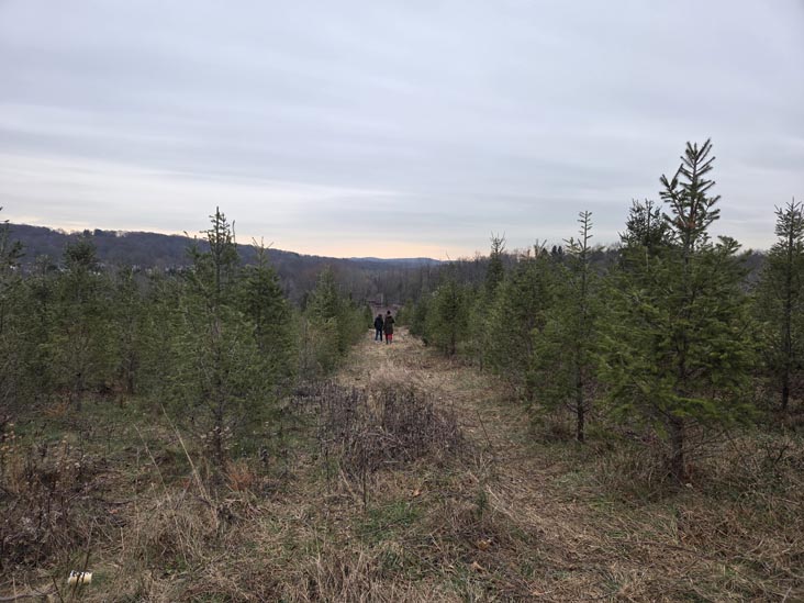 Christmas Trees, Stuart's Farm, Granite Springs, New York, December 13, 2025