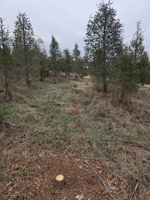 Christmas Trees, Stuart's Farm, Granite Springs, New York, December 13, 2025