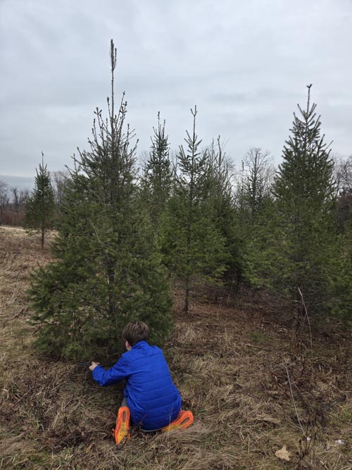 Christmas Trees, Stuart's Farm, Granite Springs, New York, December 13, 2025
