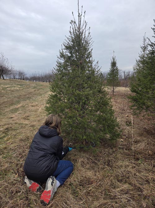 Christmas Trees, Stuart's Farm, Granite Springs, New York, December 13, 2025