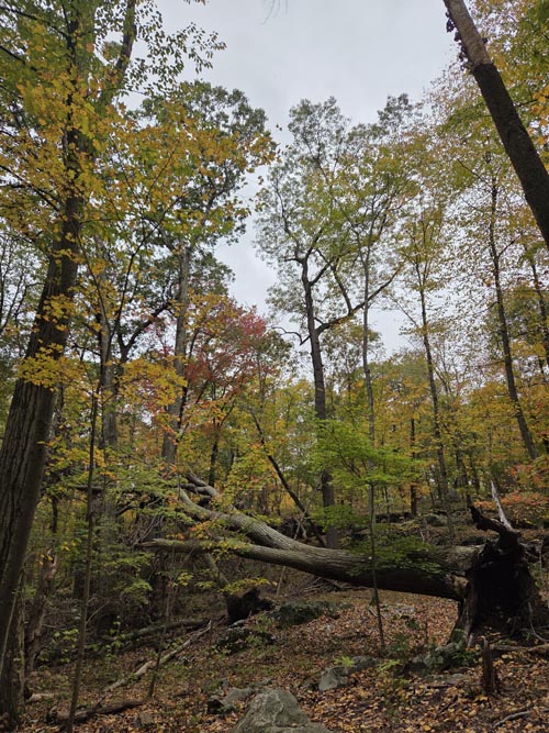 Cranberry Lake Preserve, North White Plains, New York, October 12, 2025