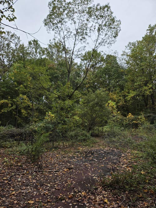 Cranberry Lake Preserve, North White Plains, New York, October 12, 2025