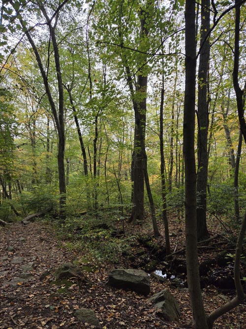 Cranberry Lake Preserve, North White Plains, New York, October 12, 2025