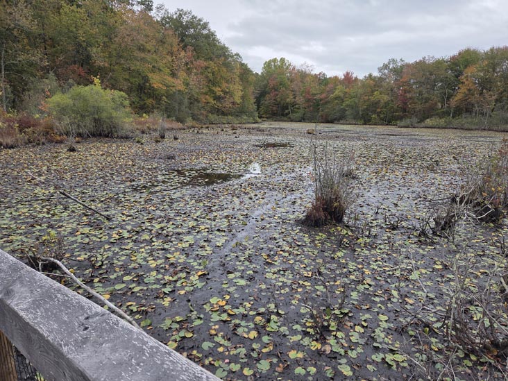 Cranberry Lake Preserve, North White Plains, New York, October 12, 2025