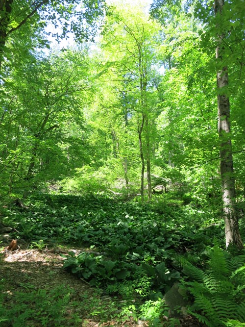 Rockefeller State Park Preserve, Westchester County, New York, May 23, 2015