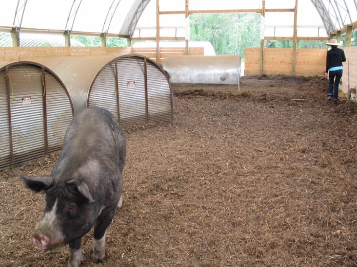 Pig, Stone Barns Center for Food and Agriculture, 630 Bedford Road, Pocantico Hills, New York