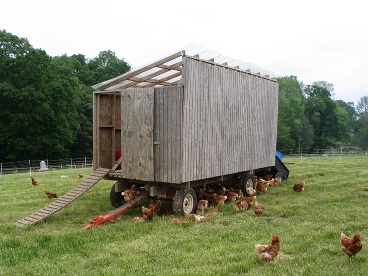 Chickens, Stone Barns Center for Food and Agriculture, 630 Bedford Road, Pocantico Hills, New York