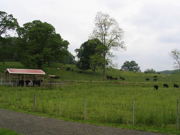 Cows, Stone Barns Center for Food and Agriculture, 630 Bedford Road, Pocantico Hills, New York