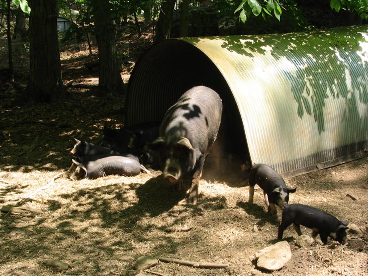 Pigs, Stone Barns Center for Food and Agriculture, 630 Bedford Road, Pocantico Hills, New York