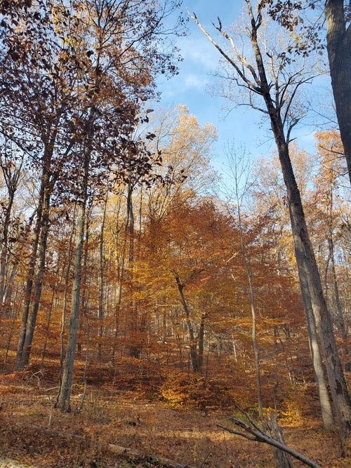Turkey Mountain Nature Preserve, Yorktown Heights, New York, November 7, 2020