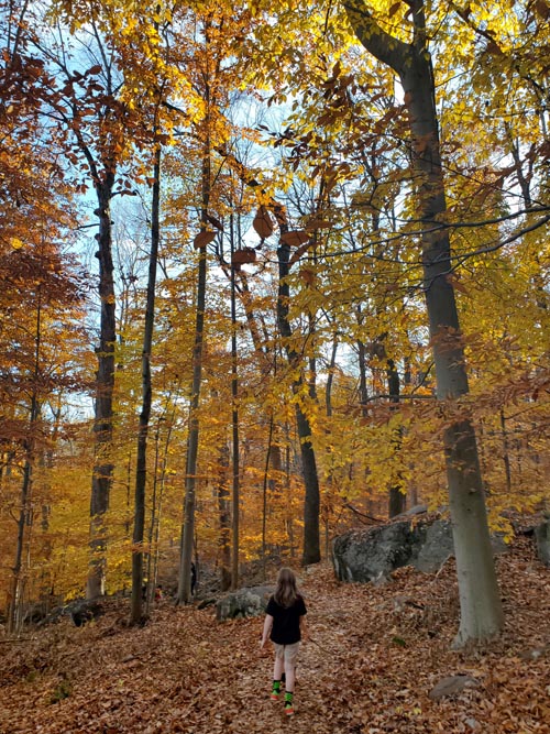 Turkey Mountain Nature Preserve, Yorktown Heights, New York, November 7, 2020