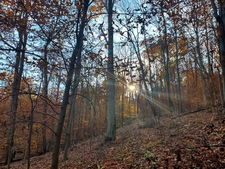 Turkey Mountain Nature Preserve, Yorktown Heights, New York, November 7, 2020
