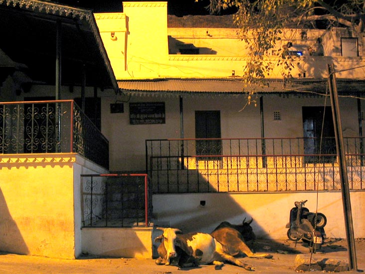 Cow, City Palace Road, Udaipur, Rajasthan, India