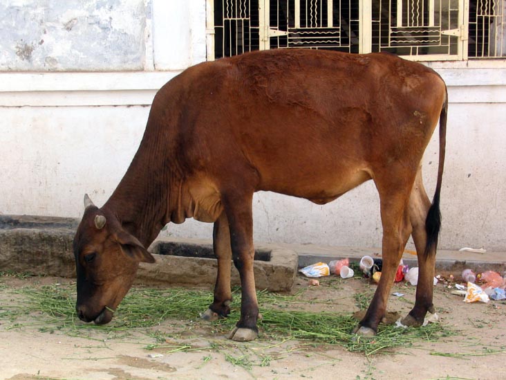 Cow, Morning, Deogarh, Rajasthan, India
