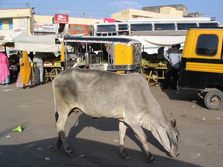 Cow, Bar, Rajasthan, India