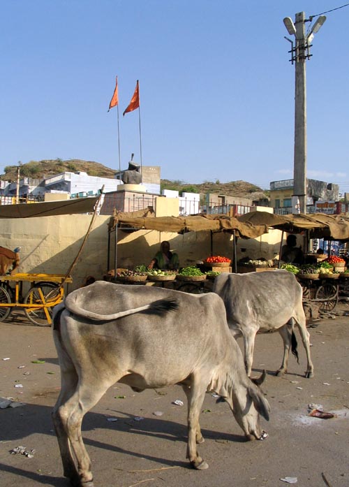 Cows, Bar, Rajasthan, India