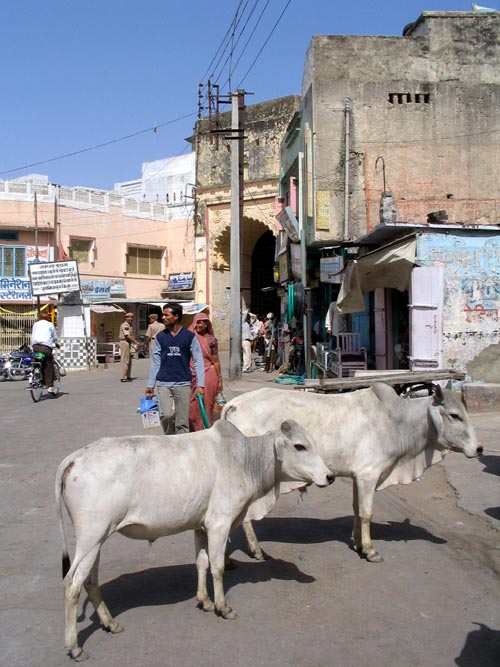 Cows, Deogarh, Rajasthan, India