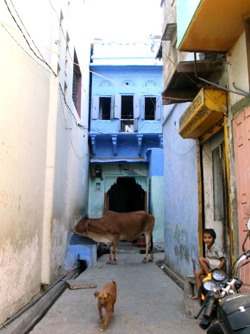 Cow, Deogarh, Rajasthan, India