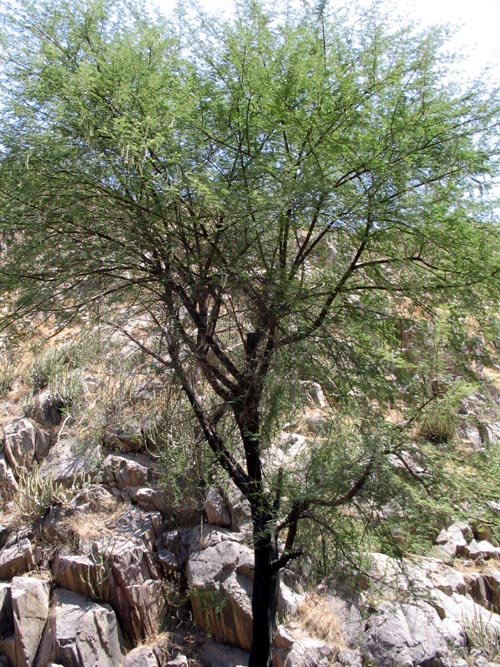 Eklingji, Rajasthan, India